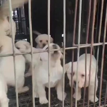 精品拉布拉多幼犬公母都有血统纯正喜欢的联系