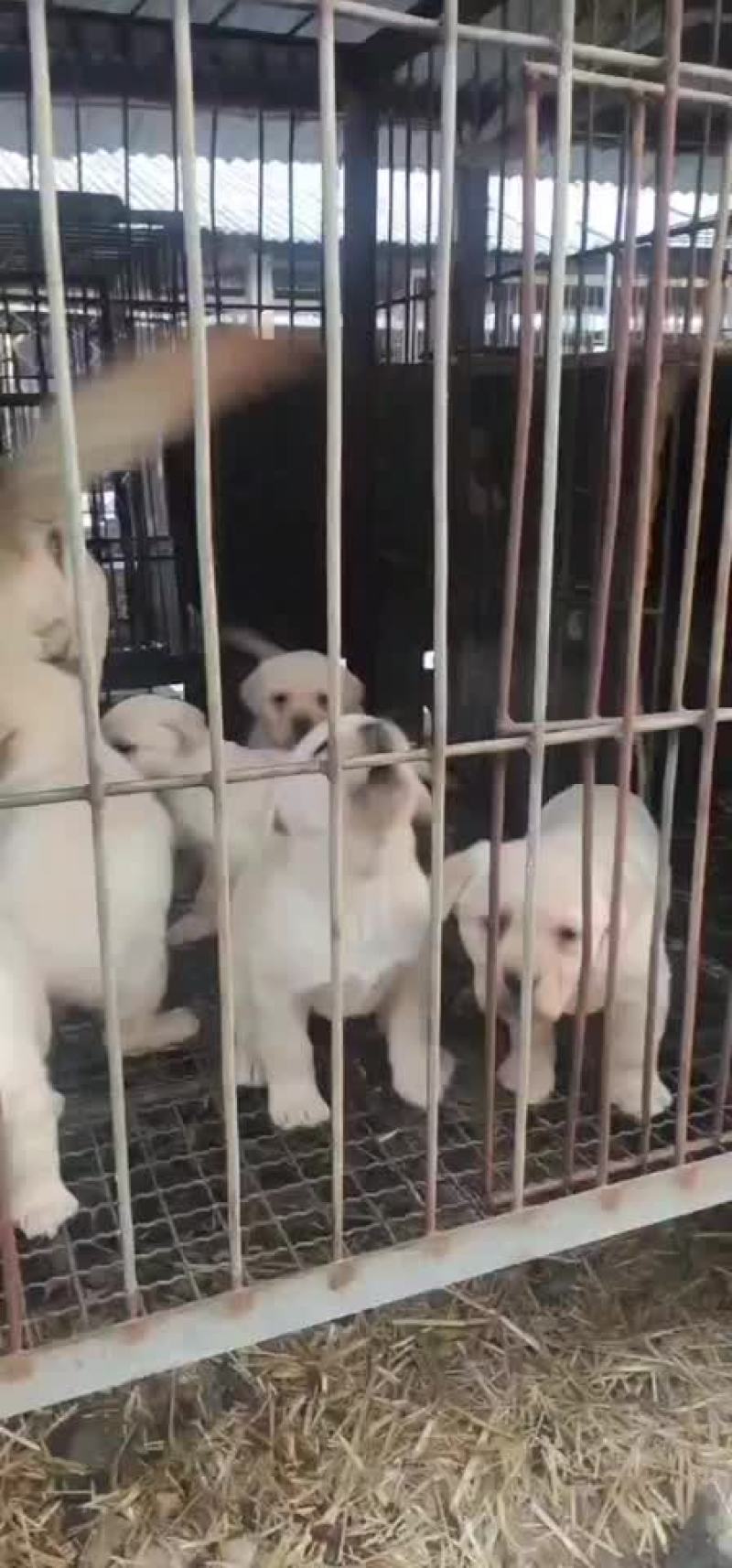 精品拉布拉多幼犬公母都有血统纯正喜欢的联系