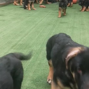 精品德牧幼犬血统纯正公母都有喜欢的联系我