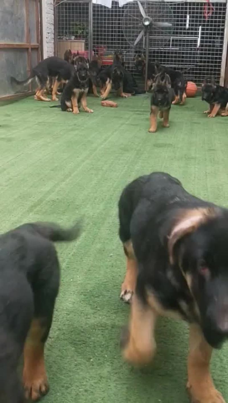 精品德牧幼犬血统纯正公母都有喜欢的联系我