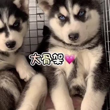 精品哈士奇血统纯正公母都有喜欢的联系