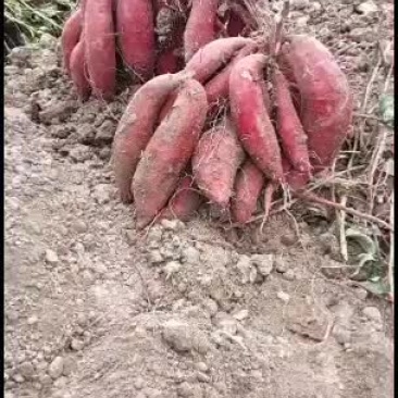 广东惠来精品地瓜代办代发