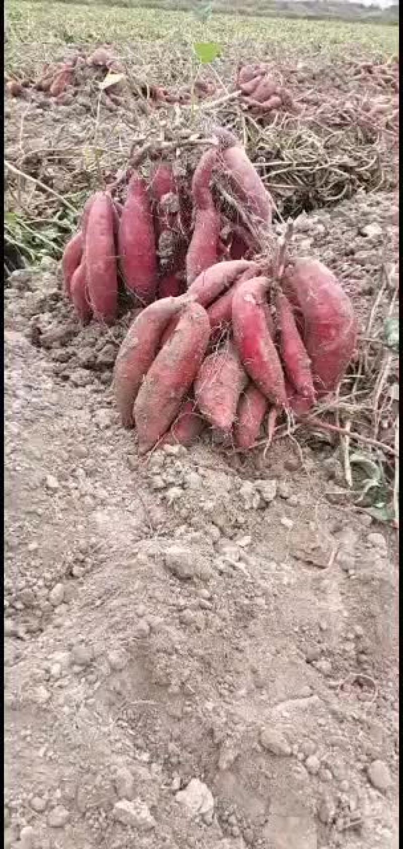 广东惠来精品地瓜代办代发