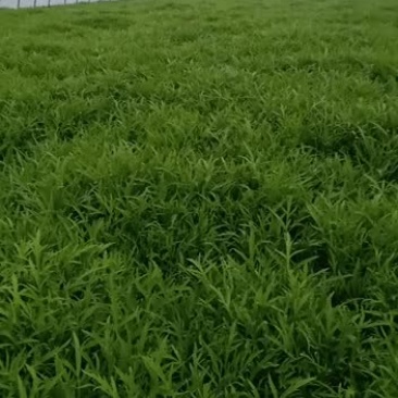 芦篙。春季上市质量优等价格实惠，