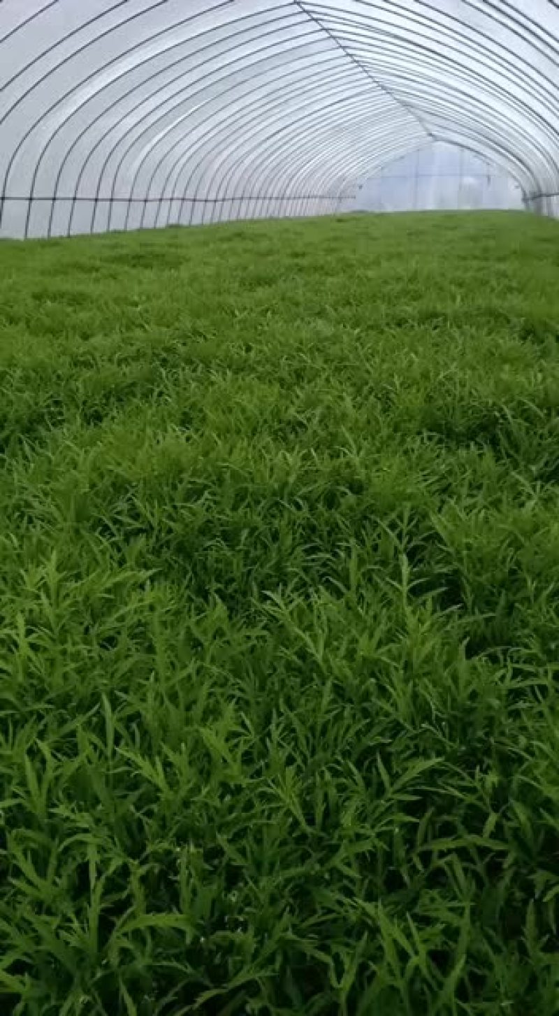 芦篙。春季上市质量优等价格实惠，