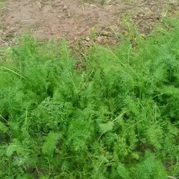 茴香批发价格优惠非诚勿扰
