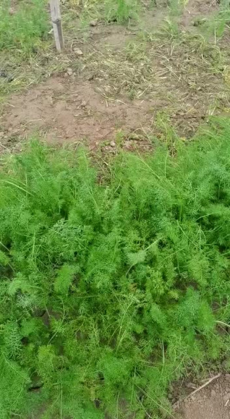 茴香批发价格优惠非诚勿扰