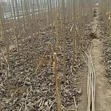 速生杨便宜处理了需要的联系