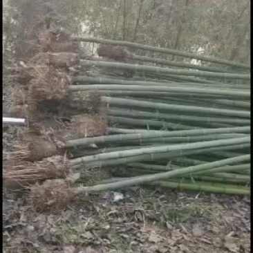江苏阜宁大量竹苗出售