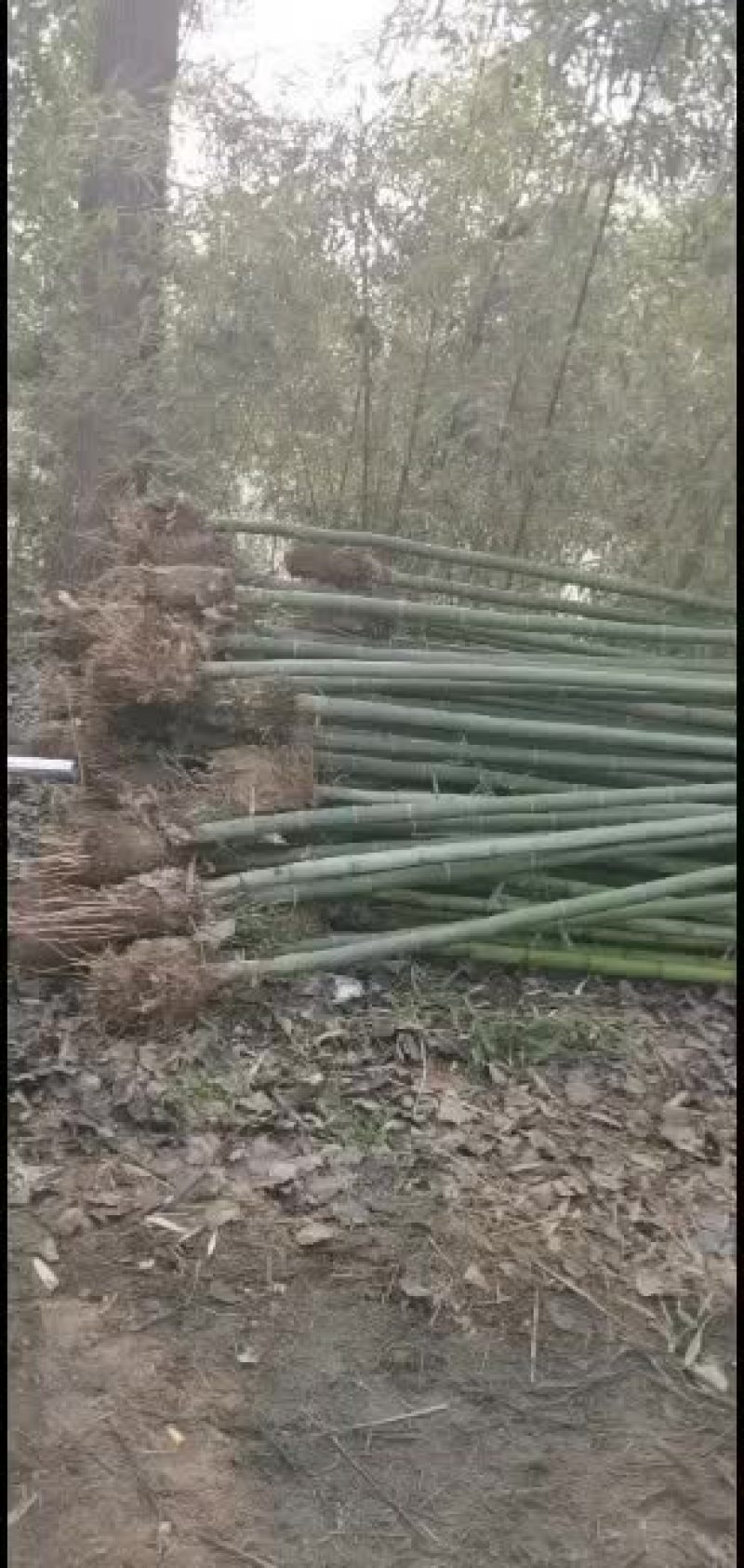 江苏阜宁大量竹苗出售