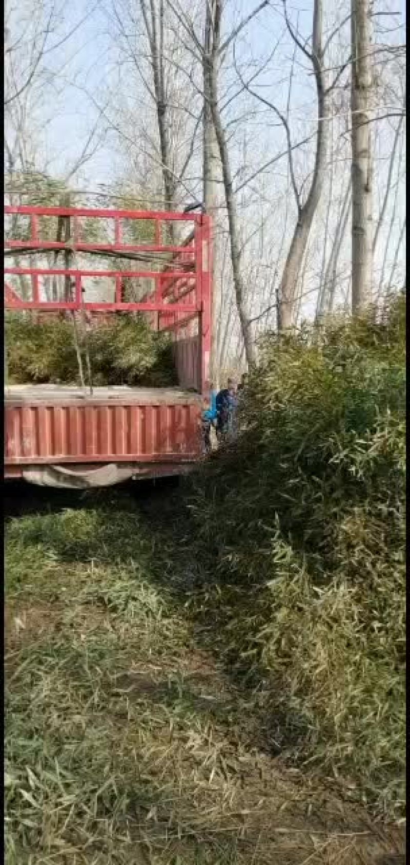 江苏阜宁大量竹苗出售