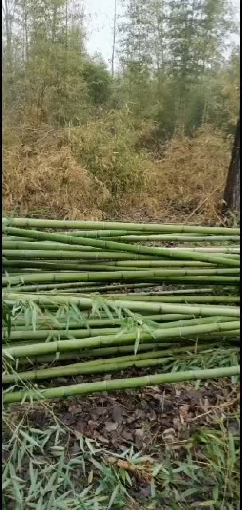 江苏阜宁大量竹苗出售