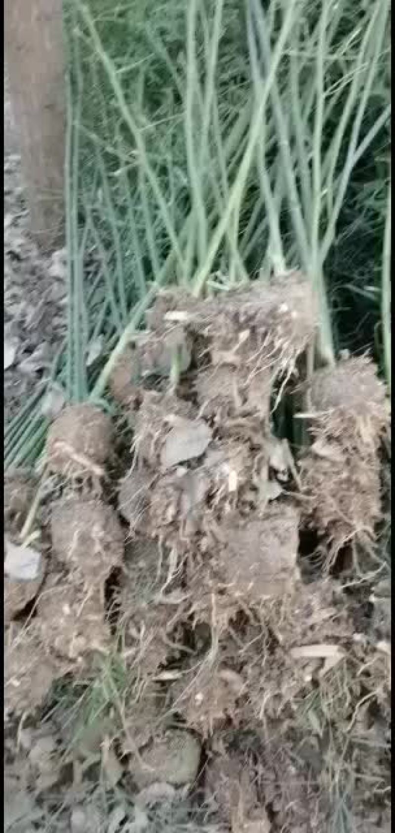 江苏阜宁大量竹苗出售