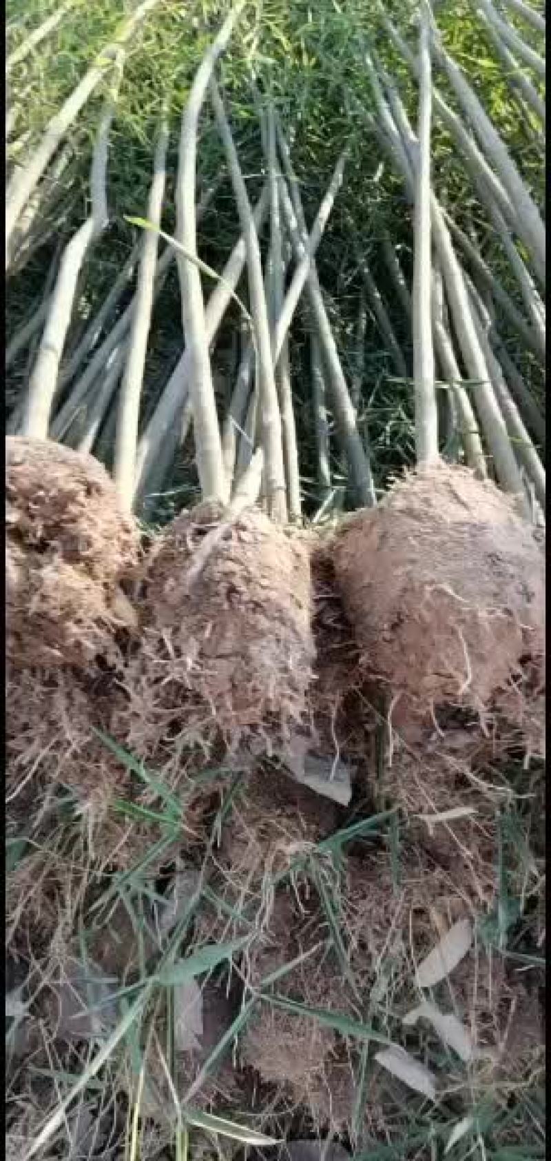 江苏阜宁大量竹苗出售