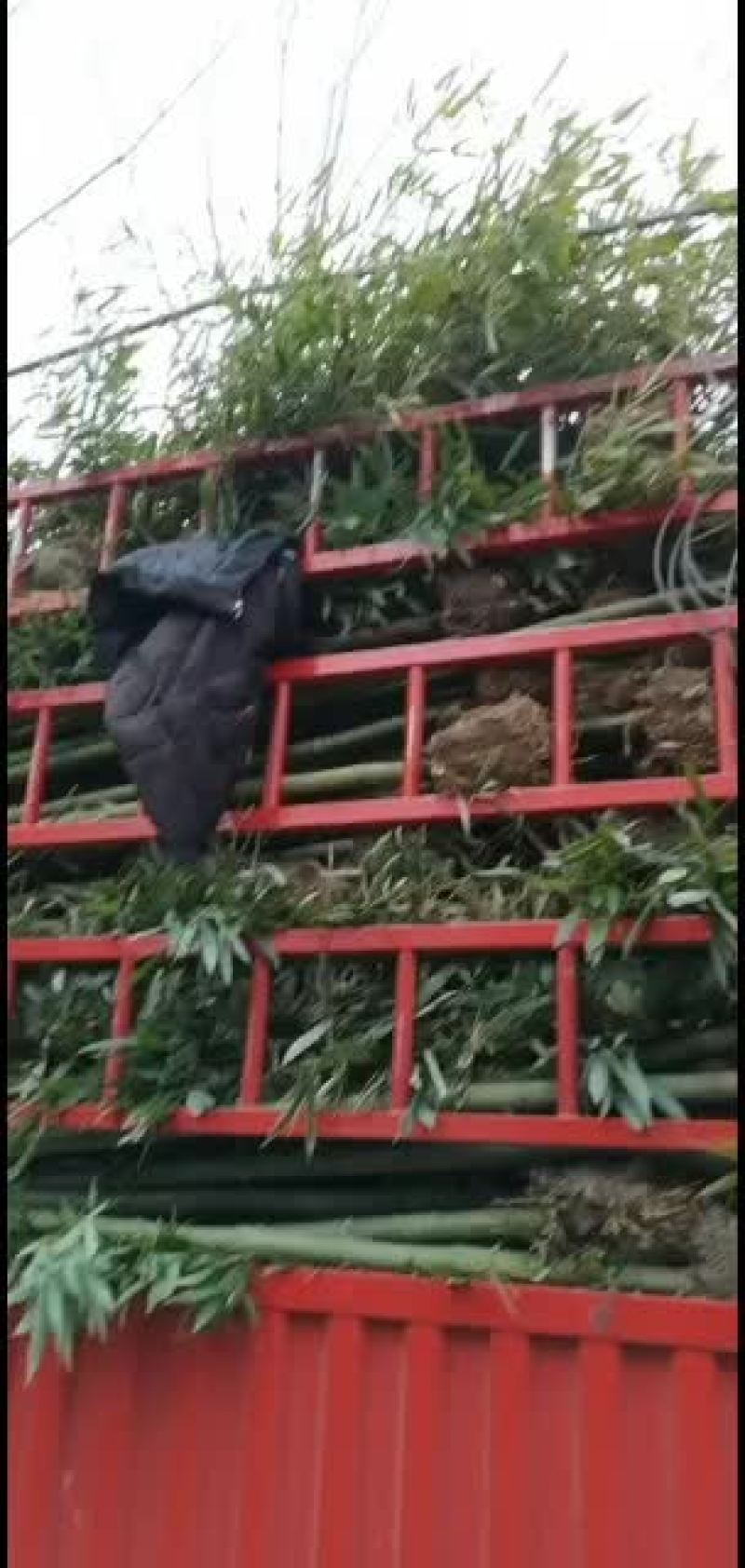 江苏阜宁大量竹苗出售