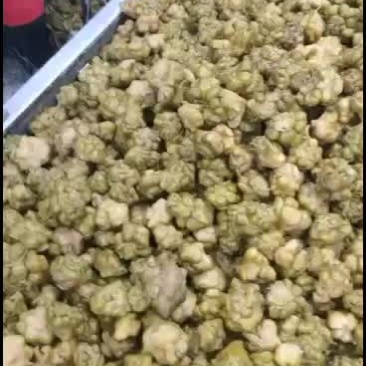 四川榨菜成品，鲜榨菜量有货