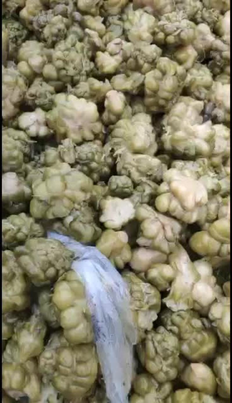 四川榨菜成品，鲜榨菜量有货