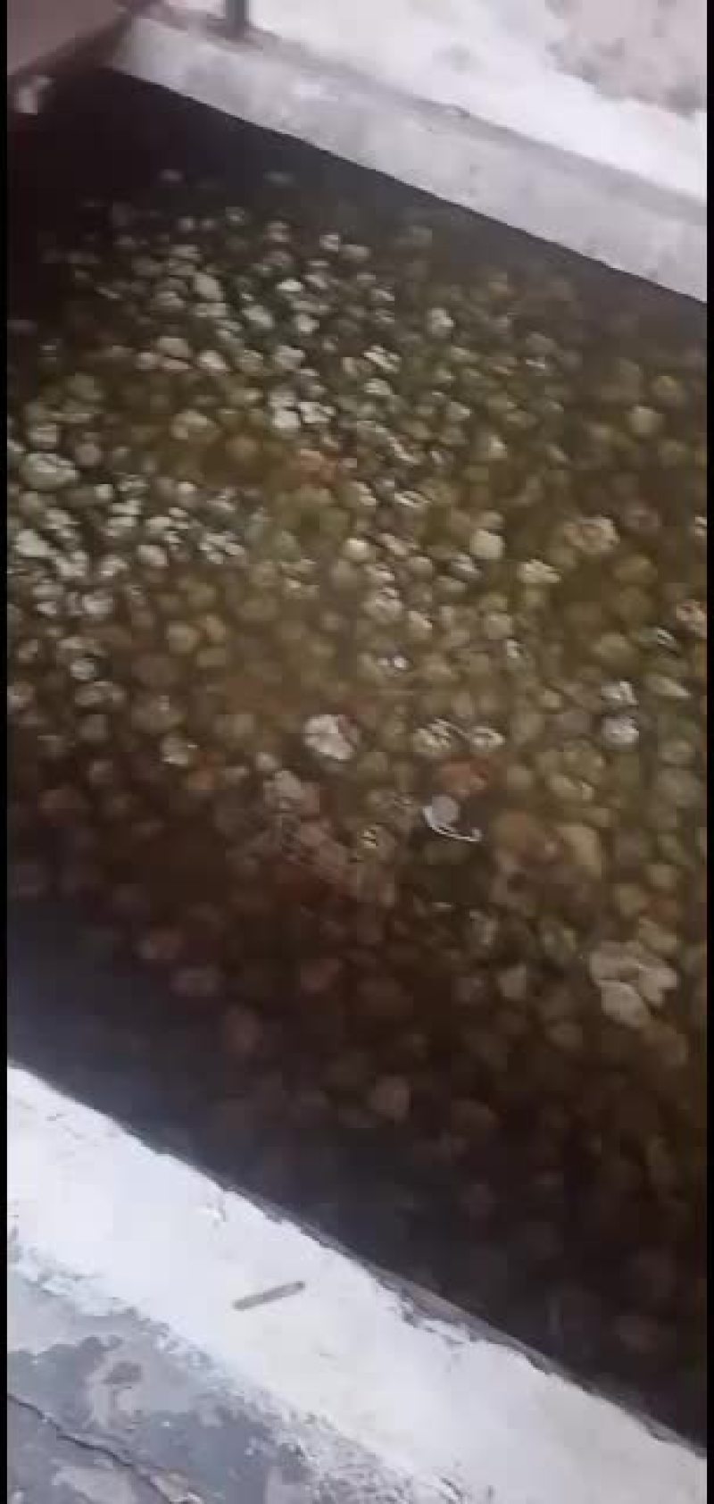 四川榨菜成品，鲜榨菜量有货