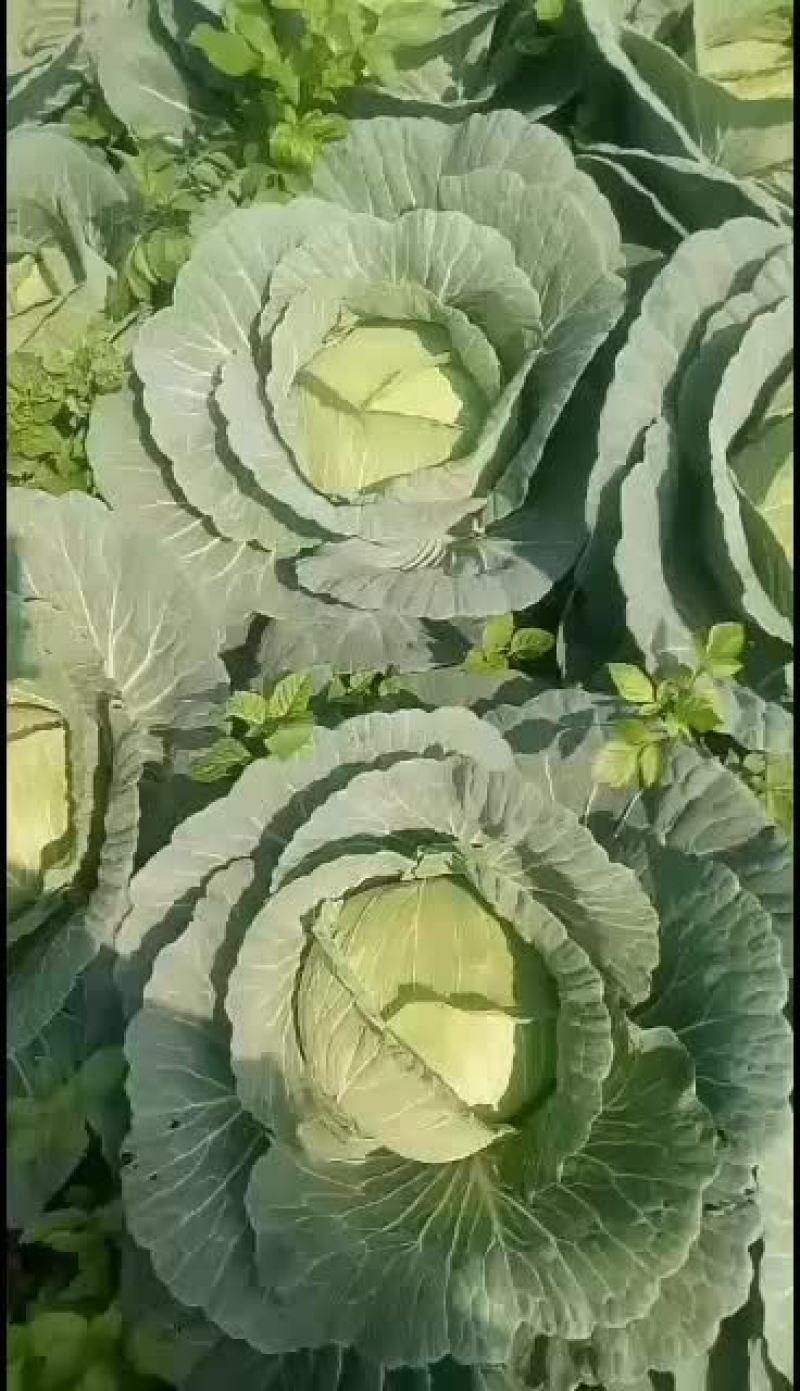 广西北海京丰一号大量上市