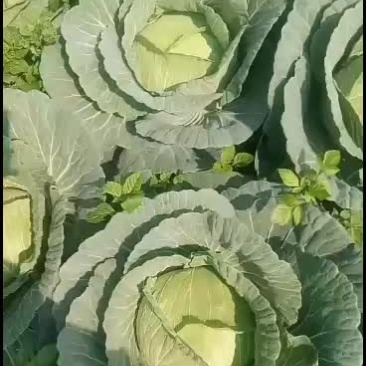 广西北海包菜大量上市