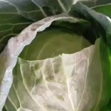 优质甘蓝，品质有保证