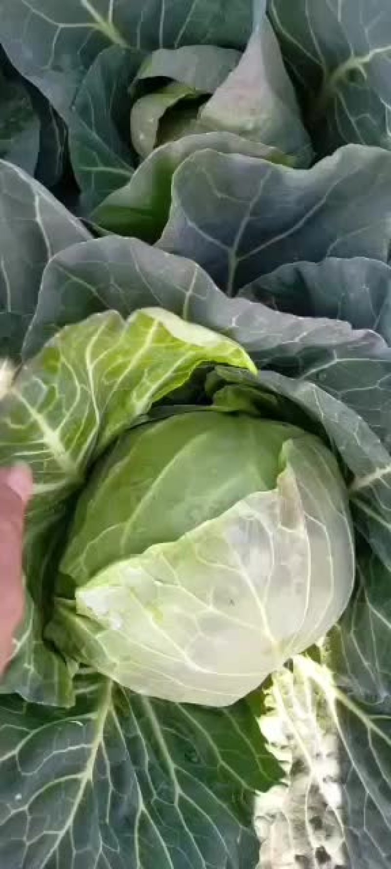优质甘蓝，品质有保证
