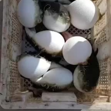 海水河豚七两到一斤无毒专人杀好