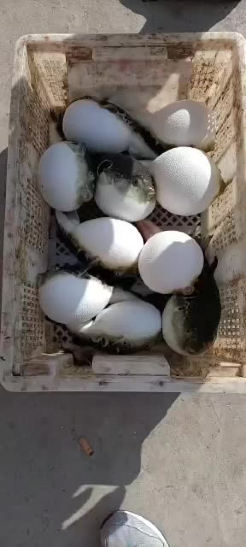 海水河豚七两到一斤无毒专人杀好