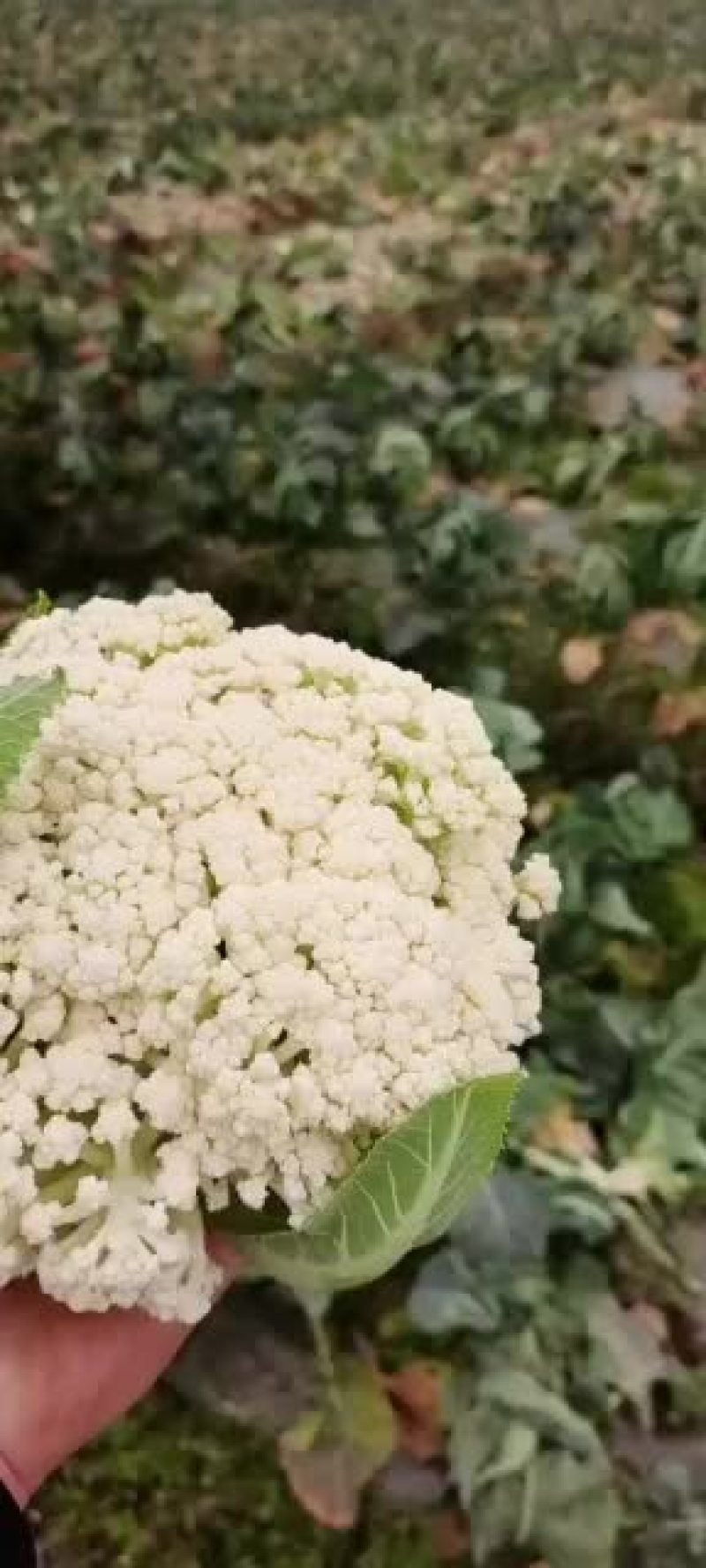 精品有机花西南花大量现货