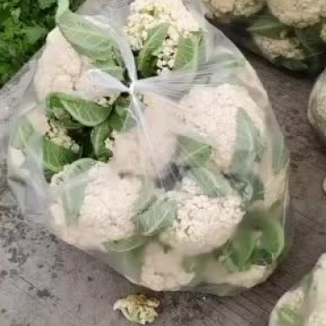 精品有机花西南花大量现货
