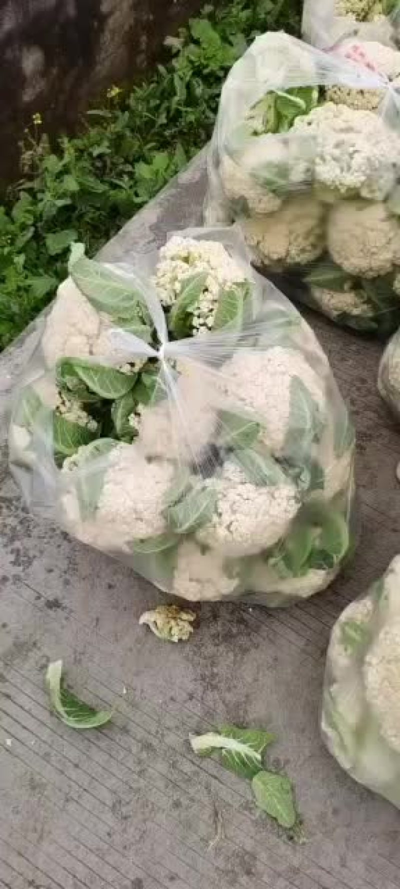 精品有机花西南花大量现货