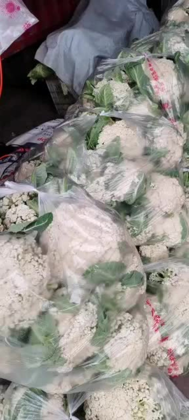 精品有机花西南花大量现货