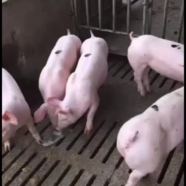 新美系二元后备母猪长白后备母猪大量供应欢迎新老客户来选购