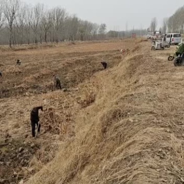 河南原阳沙土地大白藕