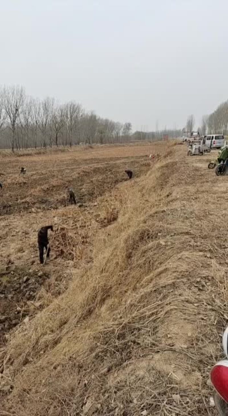 河南原阳沙土地大白藕