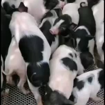 巴马香猪，出售中，要的联系