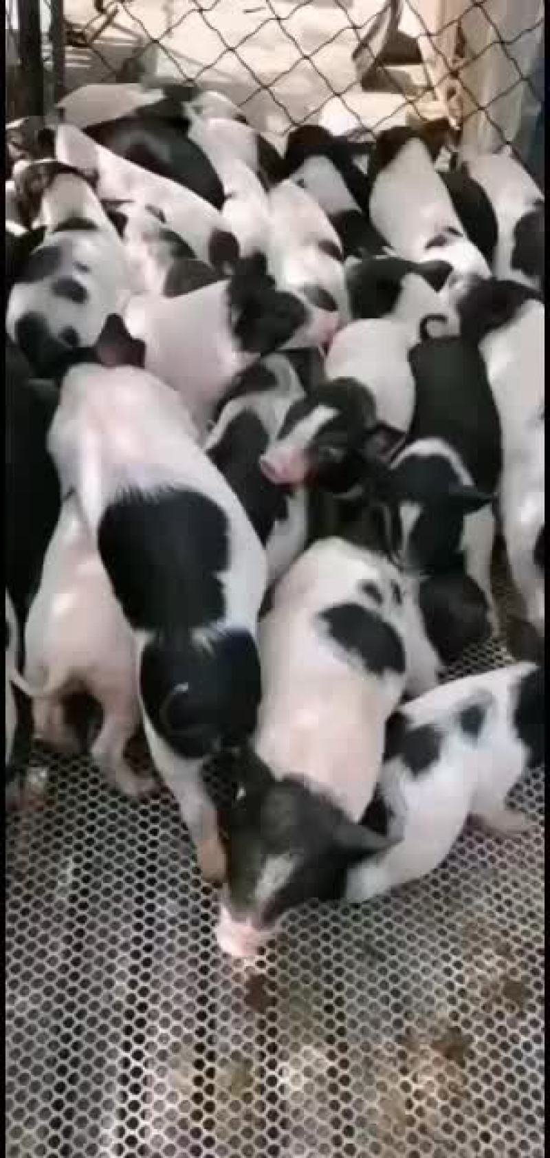 巴马香猪，出售中，要的联系