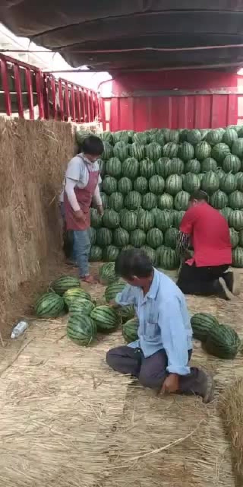 砀山县甜王西瓜产地，皮溥，熟度，9成，瓜型端正，口感甜。