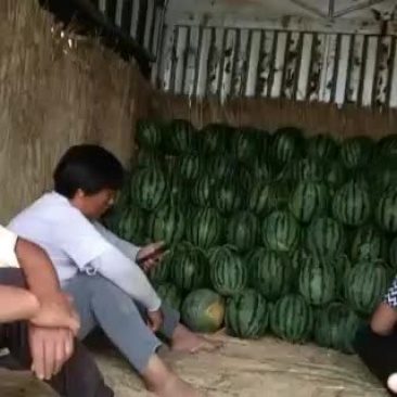 砀山县甜王西瓜产地，皮溥，熟度，9成，瓜型端正，口感甜。