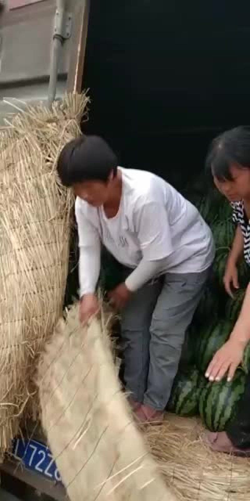 砀山县甜王西瓜产地，皮溥，熟度，9成，瓜型端正，口感甜。