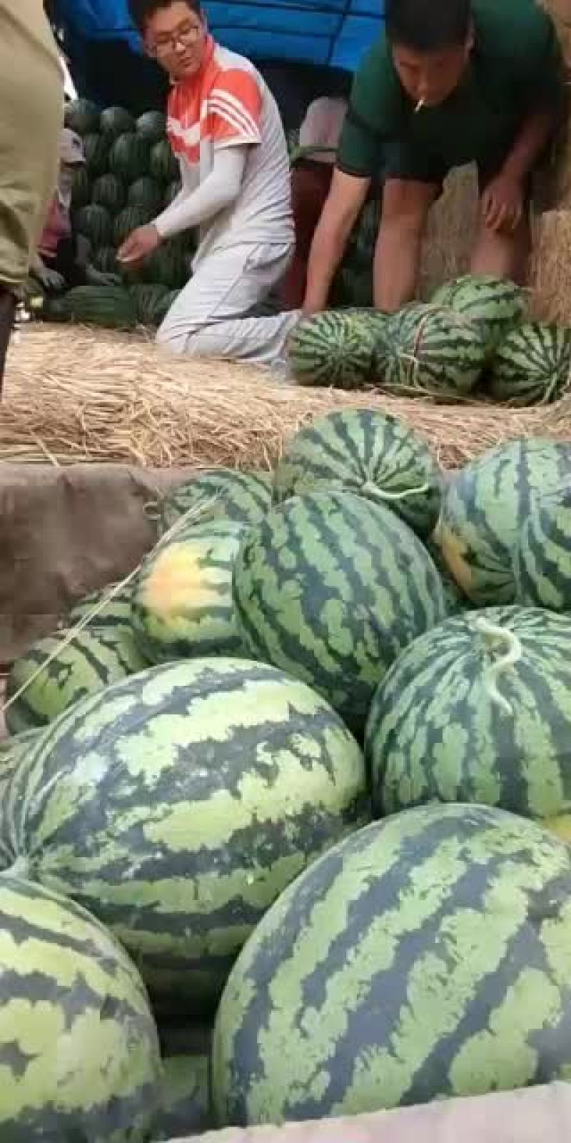 砀山县甜王西瓜产地，皮溥，熟度，9成，瓜型端正，口感甜。