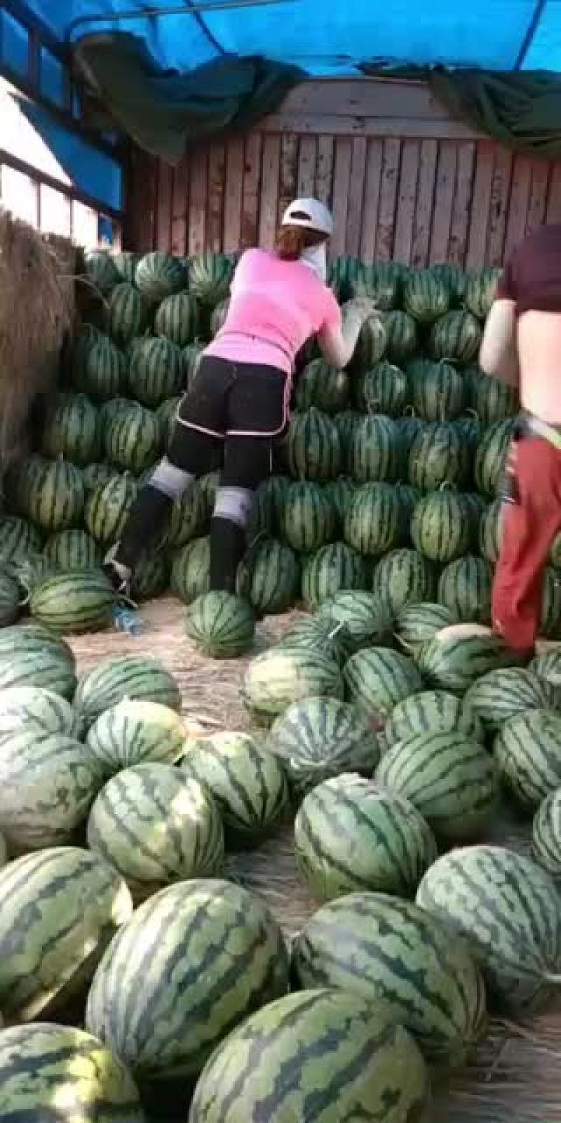 砀山县甜王西瓜产地，皮溥，熟度，9成，瓜型端正，口感甜。