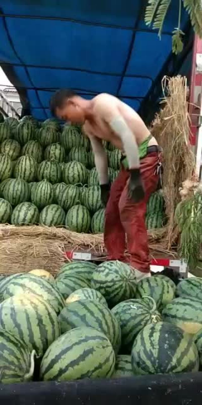 砀山县甜王西瓜产地，皮溥，熟度，9成，瓜型端正，口感甜。