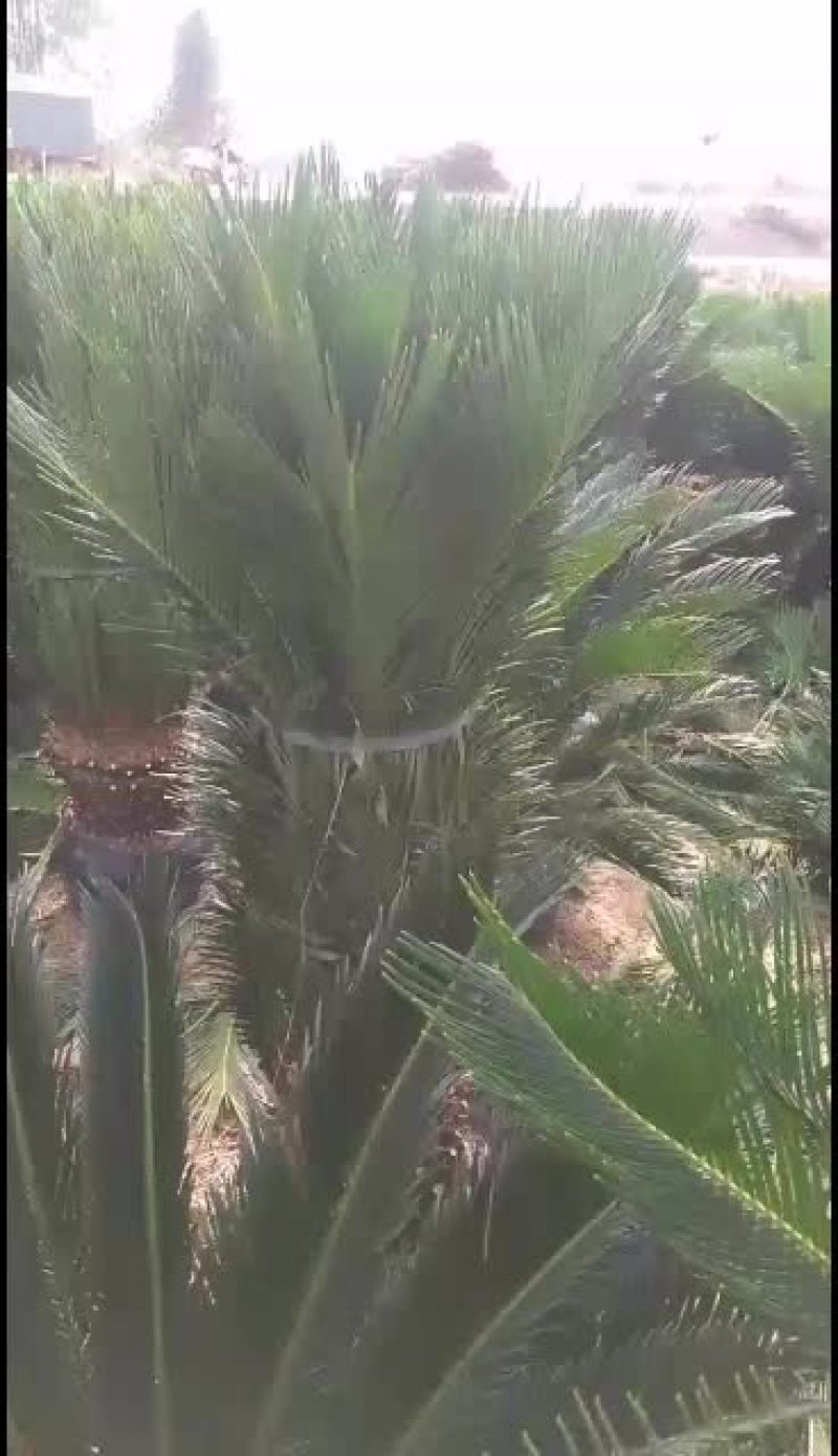 苏铁，铁树盆景，花卉盆景，公路绿化，产地直销，量大优惠，