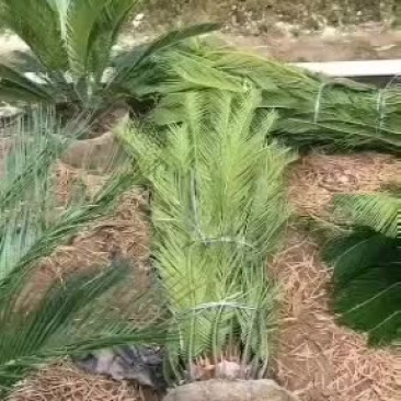 苏铁，铁树盆景，花卉盆景，公路绿化，产地直销，量大优惠，