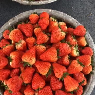双流大叶红颜巧克力草莓🍓