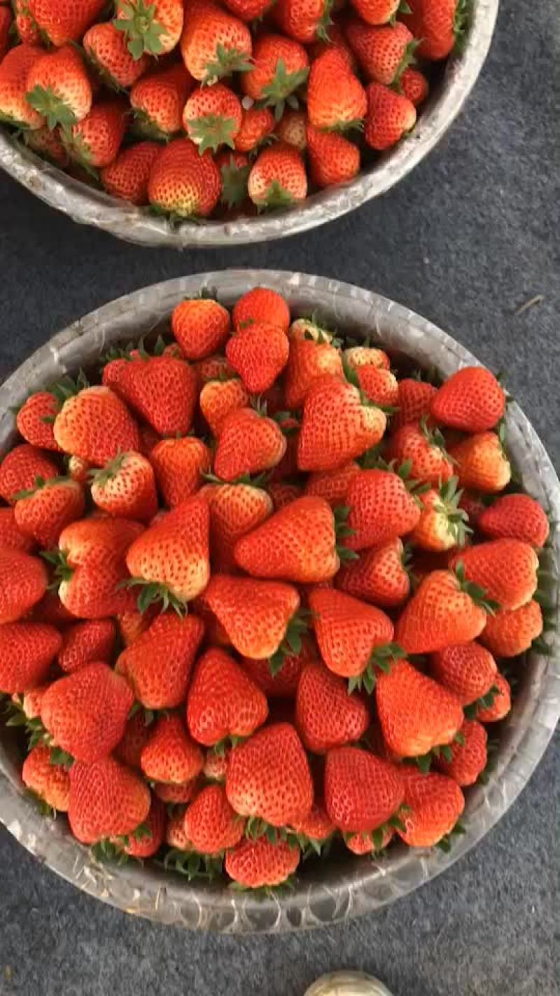 双流大叶红颜巧克力草莓🍓