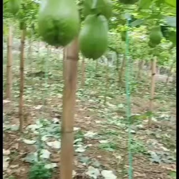云南省河口县绿皮佛手瓜