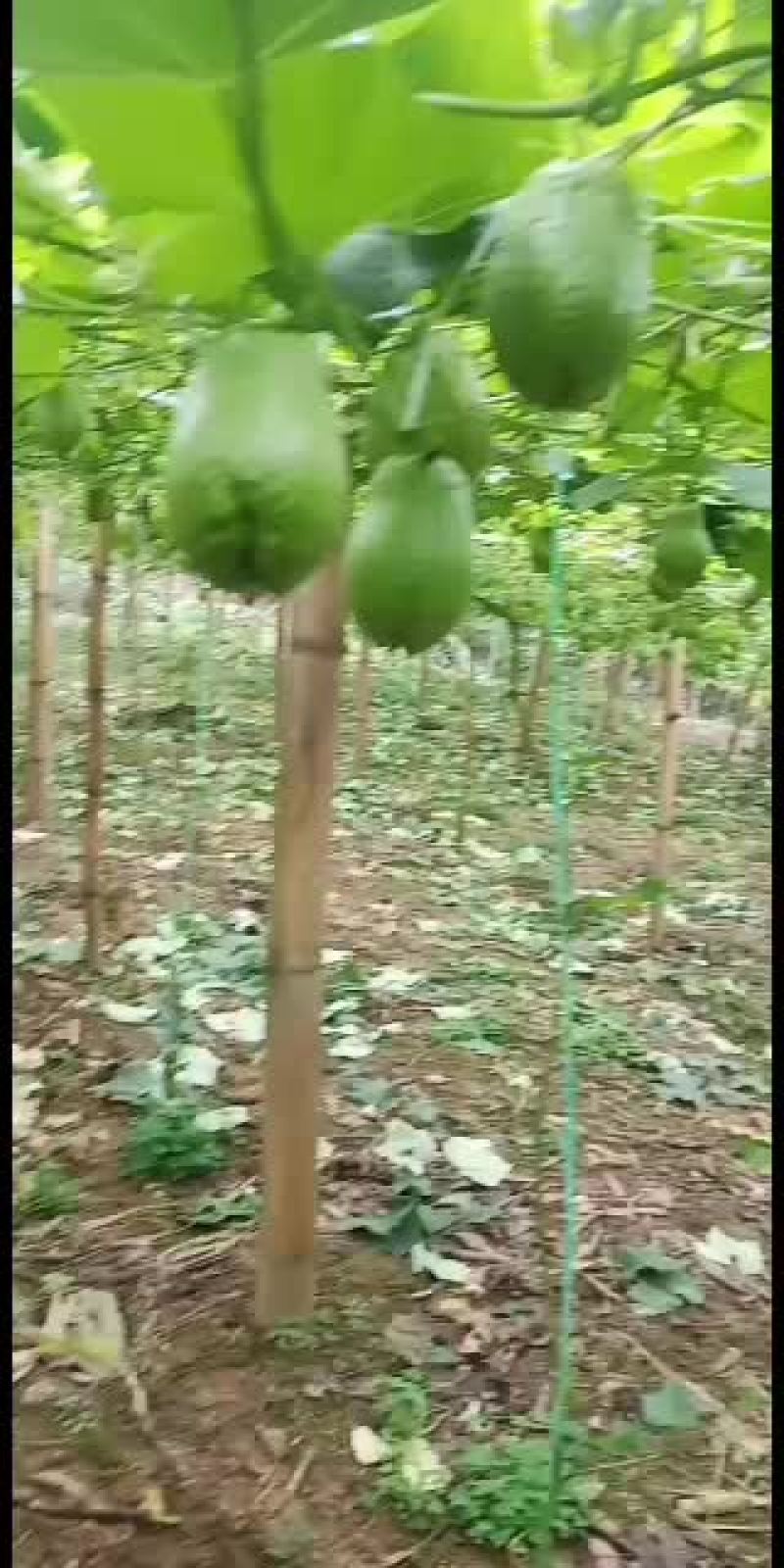 云南省河口县绿皮佛手瓜