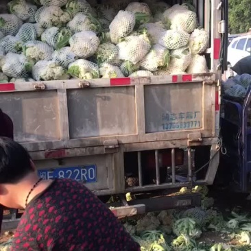 白面青梗松花散装上车